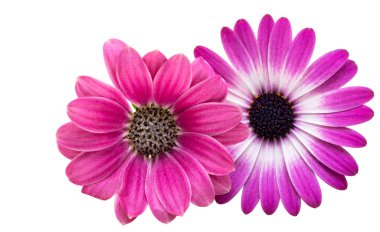 Beyaz arkaplanda yalıtılmış osteospermum çiçeği