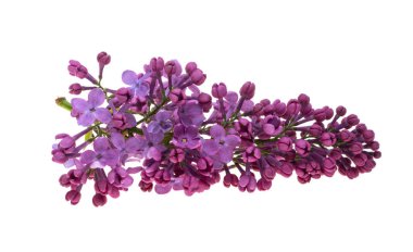 Beyaz arkaplanda yalıtılmış leylak çiçekleri