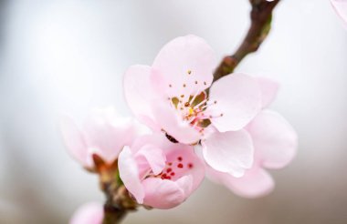 İlkbaharda kiraz çiçeği dalları kapanır.