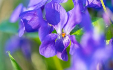 Orman menekşesi Baharda ormanda
