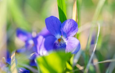 Orman menekşesi Baharda ormanda
