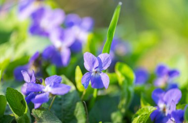 Orman menekşesi Baharda ormanda
