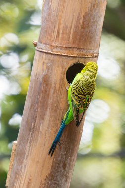 Parkta yaşayan güzel papağanlar.