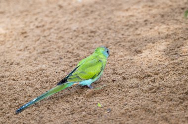Parkta yaşayan güzel papağanlar.