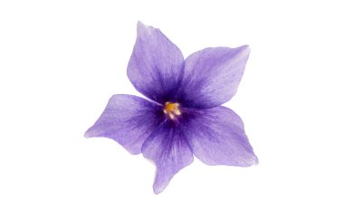 phlox çiçekleri beyaz arkaplanda izole edildi