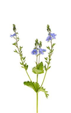 Veronica çiçekleri beyaz arka planda izole