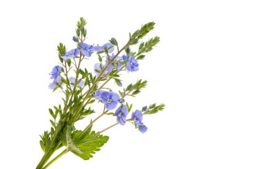 Veronica çiçekleri beyaz arka planda izole
