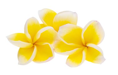 Tesisat çiçekleri beyaz arkaplanda izole edilmiş