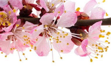 Beyaz arkaplanda izole edilmiş sakura çiçekleri