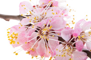 Beyaz arkaplanda izole edilmiş sakura çiçekleri