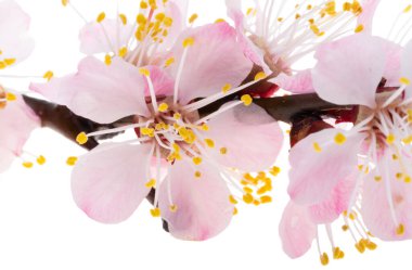 Beyaz arkaplanda izole edilmiş sakura çiçekleri