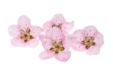 Beyaz arkaplanda izole edilmiş sakura çiçekleri