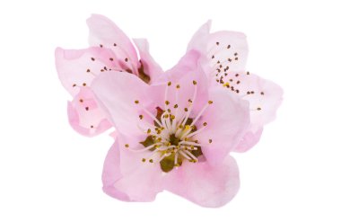 Beyaz arkaplanda izole edilmiş sakura çiçekleri