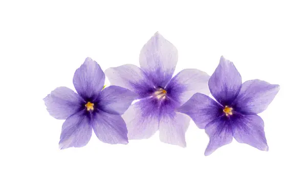 stock image phlox flowers isolated on white background