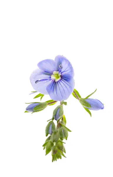 stock image veronica flowers isolated on white background