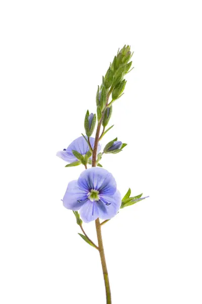 stock image veronica flowers isolated on white background