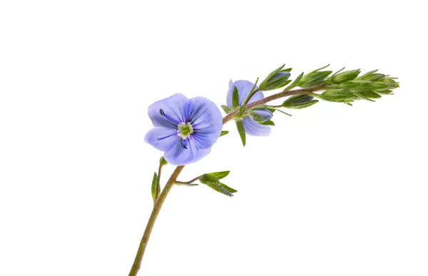 stock image veronica flowers isolated on white background