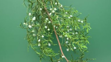 Yeşil arkaplanda thuja şubesi