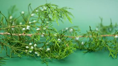 Yeşil arkaplanda thuja şubesi