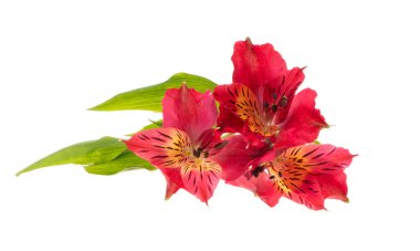 Alstroemeria kırmızısı beyaz arkaplanda izole edilmiş
