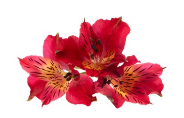 Alstroemeria kırmızısı beyaz arkaplanda izole edilmiş