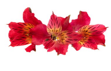 Alstroemeria kırmızısı beyaz arkaplanda izole edilmiş