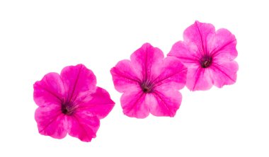 Beyaz arka plan üzerinde izole pembe Petunya