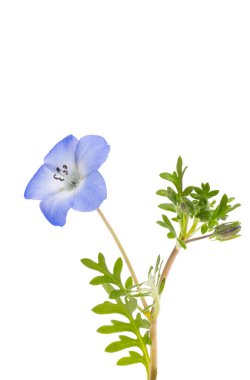 beautiful nemophila flower isolated on white background clipart