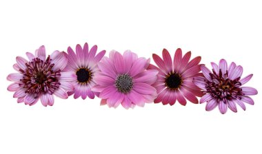 Osteospermum çiçekleri beyaz arkaplanda izole