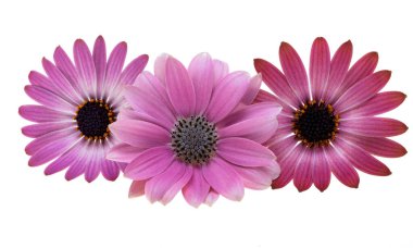 Osteospermum çiçekleri beyaz arkaplanda izole