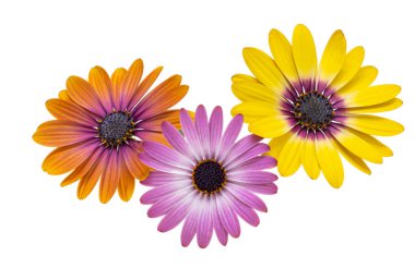 Osteospermum çiçekleri beyaz arkaplanda izole