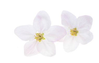 Beyaz arkaplanda izole edilmiş elma çiçeği