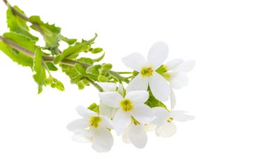 Cress alpini beyaz arkaplanda izole edildi