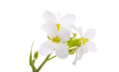 Cress alpini beyaz arkaplanda izole edildi