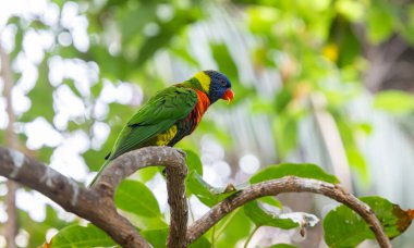 Tenerife adasındaki parkta güzel papağanlar