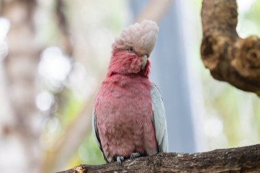 Tenerife adasındaki parkta güzel papağanlar