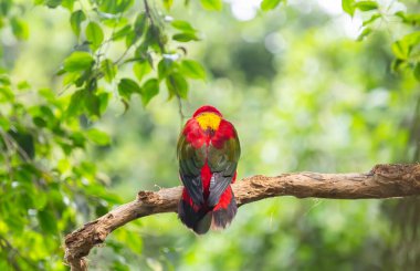 Tenerife adasındaki parkta güzel papağanlar