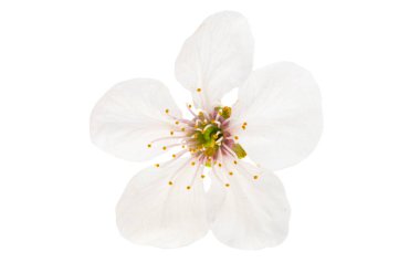 Beyaz arkaplanda izole edilmiş kiraz çiçeği