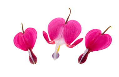 Beyaz arkaplanda izole edilmiş kırmızı dicentra çiçeği