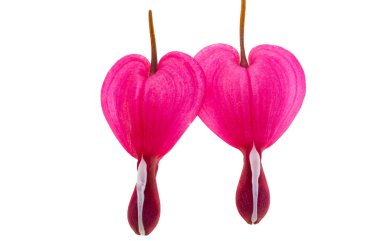 Beyaz arkaplanda izole edilmiş kırmızı dicentra çiçeği