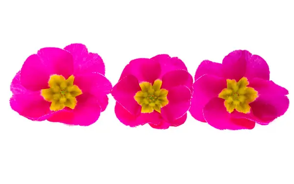 stock image primrose isolated on white background