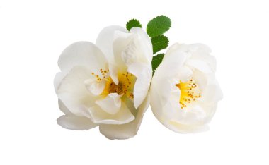 Beyaz arkaplanda izole edilmiş beyaz gül