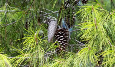Ağaçtaki çam kozalakları