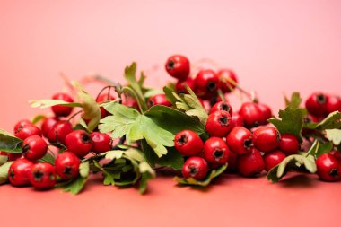 Renkli arka planda dikenli dutlar olan bir dal.