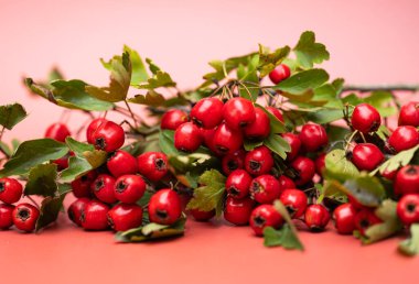 Renkli arka planda dikenli dutlar olan bir dal.