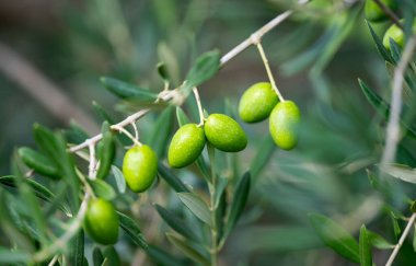 Yeşil zeytinli büyüyen ağaçlar