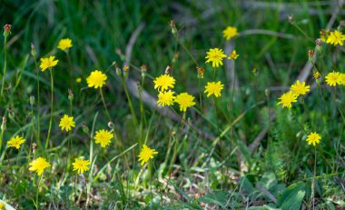 Yeşil zeytinli büyüyen ağaçlar