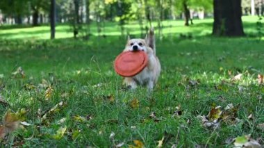 Galli Corgi Pembroke Parkta frizbiyle oynuyor