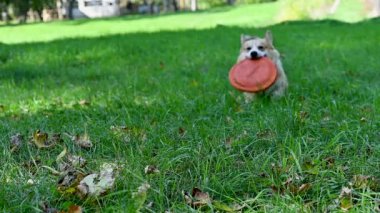 Galli Corgi Pembroke Parkta frizbiyle oynuyor