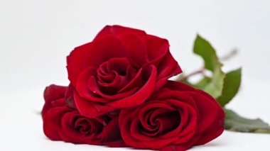 Beyaz arkaplanda kırmızı gül